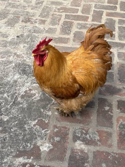 Golden Heavy Buff Breeder