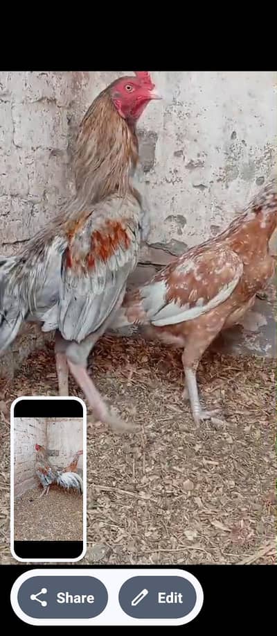 Thai Cross male. . . . . . viet cross female