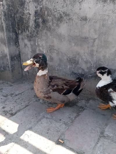 dasi ducks good quality pair 1 male 2 females daily egg laying