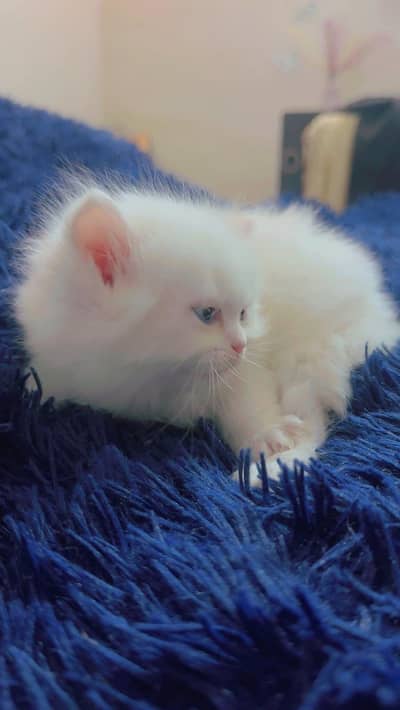 Persian cat for sale my WhatsApp number  0370-36-59-905