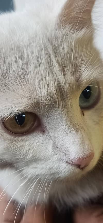 Cat for sale Urgent original breed