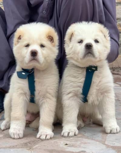 pure Alabai dabal Hadi have bone stacture security dogs for sale pair