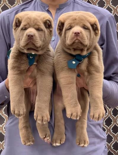 Alabai dabal Hadi have bone stacture security dogs for sale pair