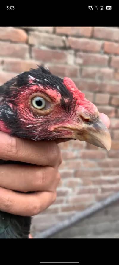 Adnan Aseel 03076748257 with tpni