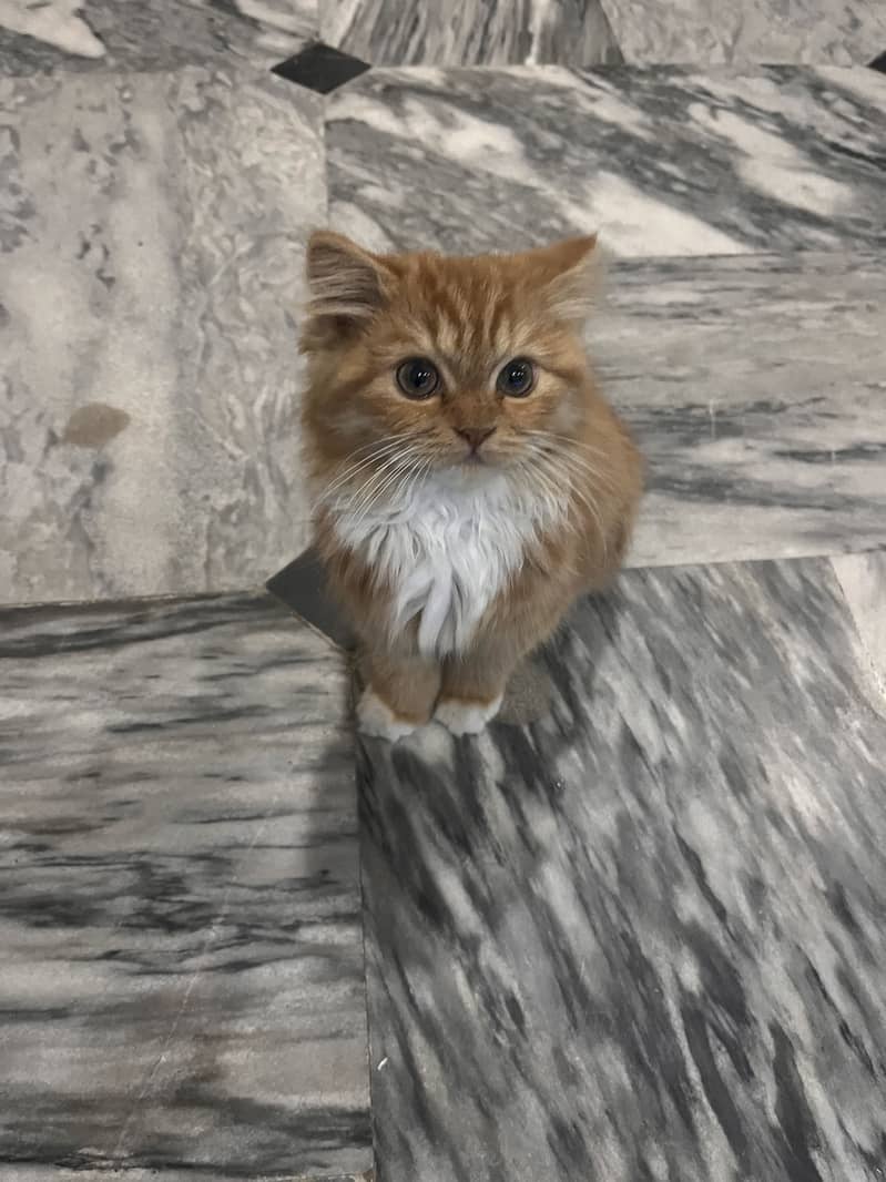 Persian cat 1