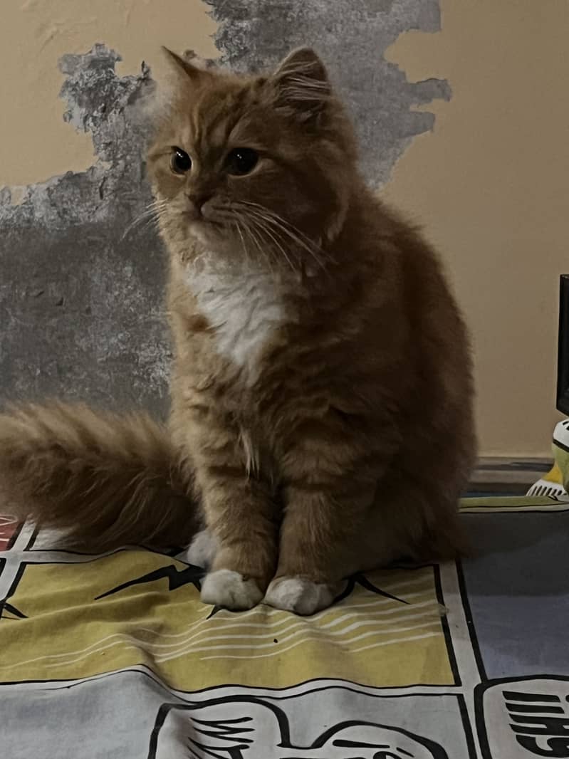 Persian cat 2