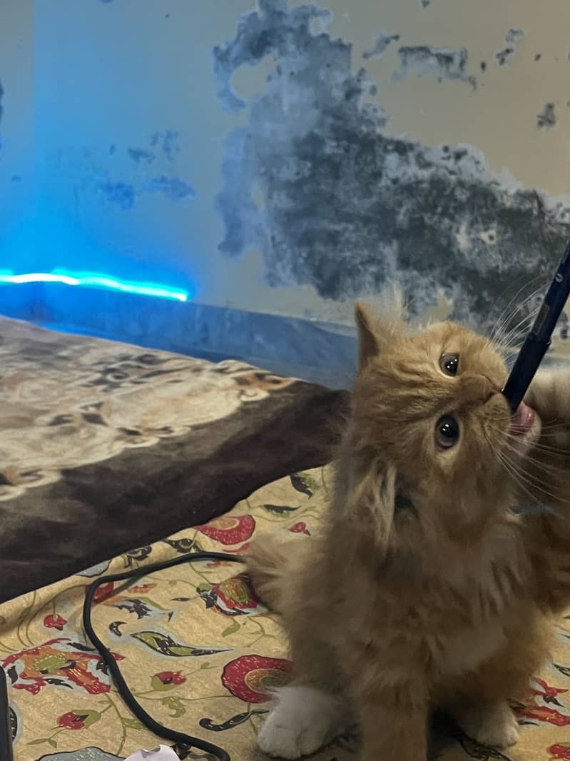 Persian cat 3