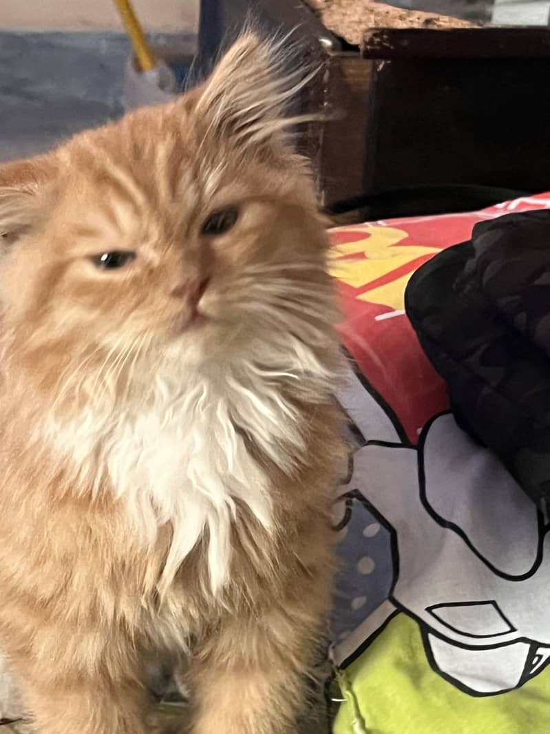 Persian cat 5