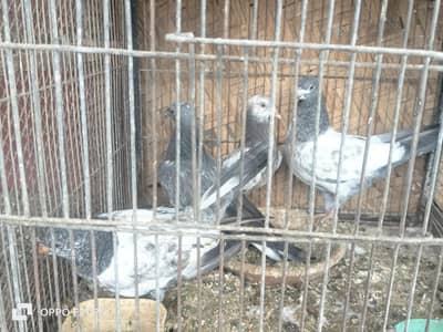 Kabli patty / Gola pair