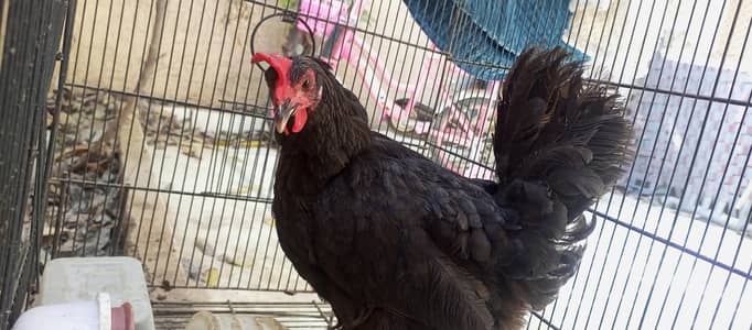 Australorp Egg Laying Hen For Sale