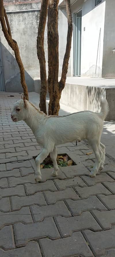 Teddy Gulabi bacha for sale Age 2 month
