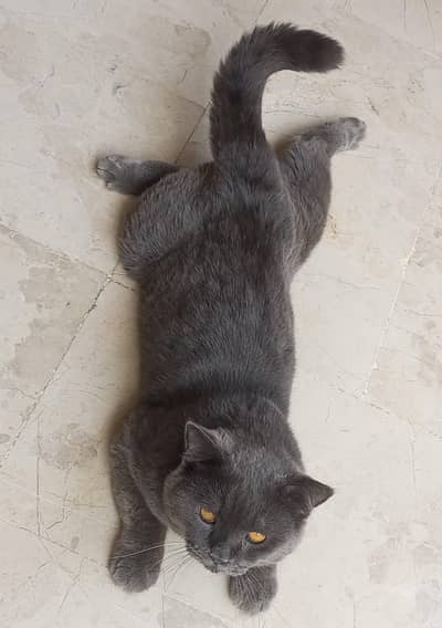 British Short Hair (Pakistani)