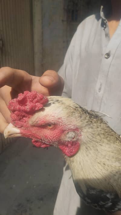 مرغ برائے فروخت