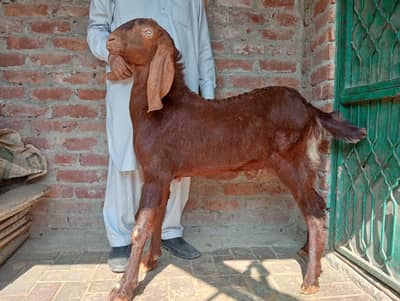 3 bakre aur 4 chhatri for sale