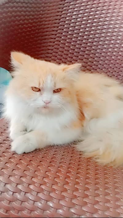Persian cat double coated
