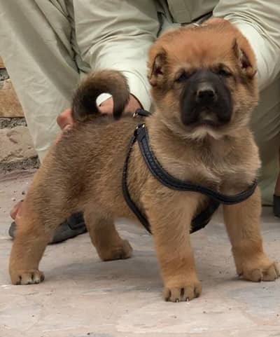 King Turkish kangal dabal Hadi have bone stacture security dogs for ma