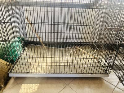 Birds cage