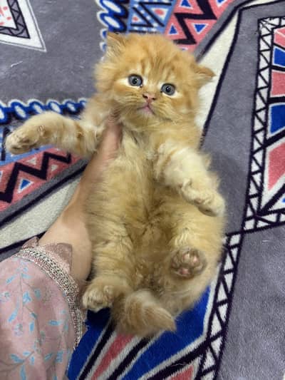 persian tipple coated kitten