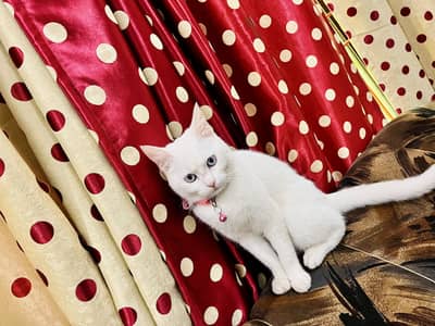 Persian Cat BLUE EYES Long Hairs Pure White Colour