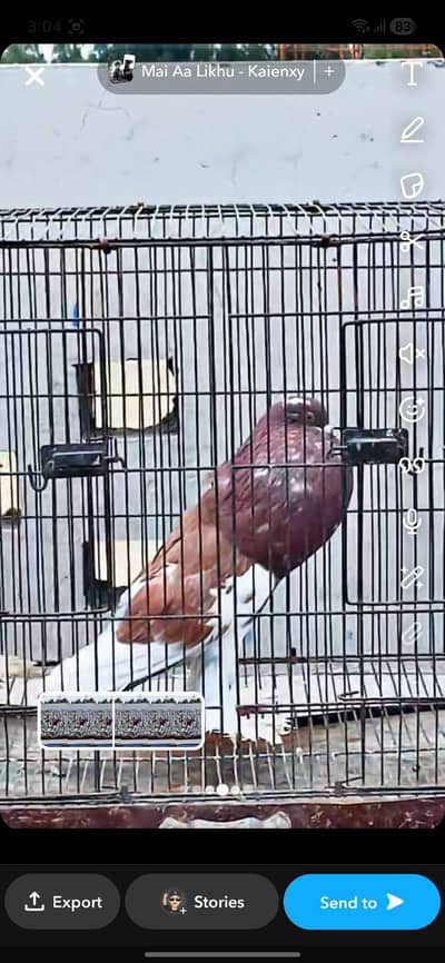 pigeons for urgent sale