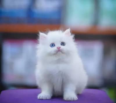 Persian female kitten for sale My WhatsApp number 0321-83-87-945
