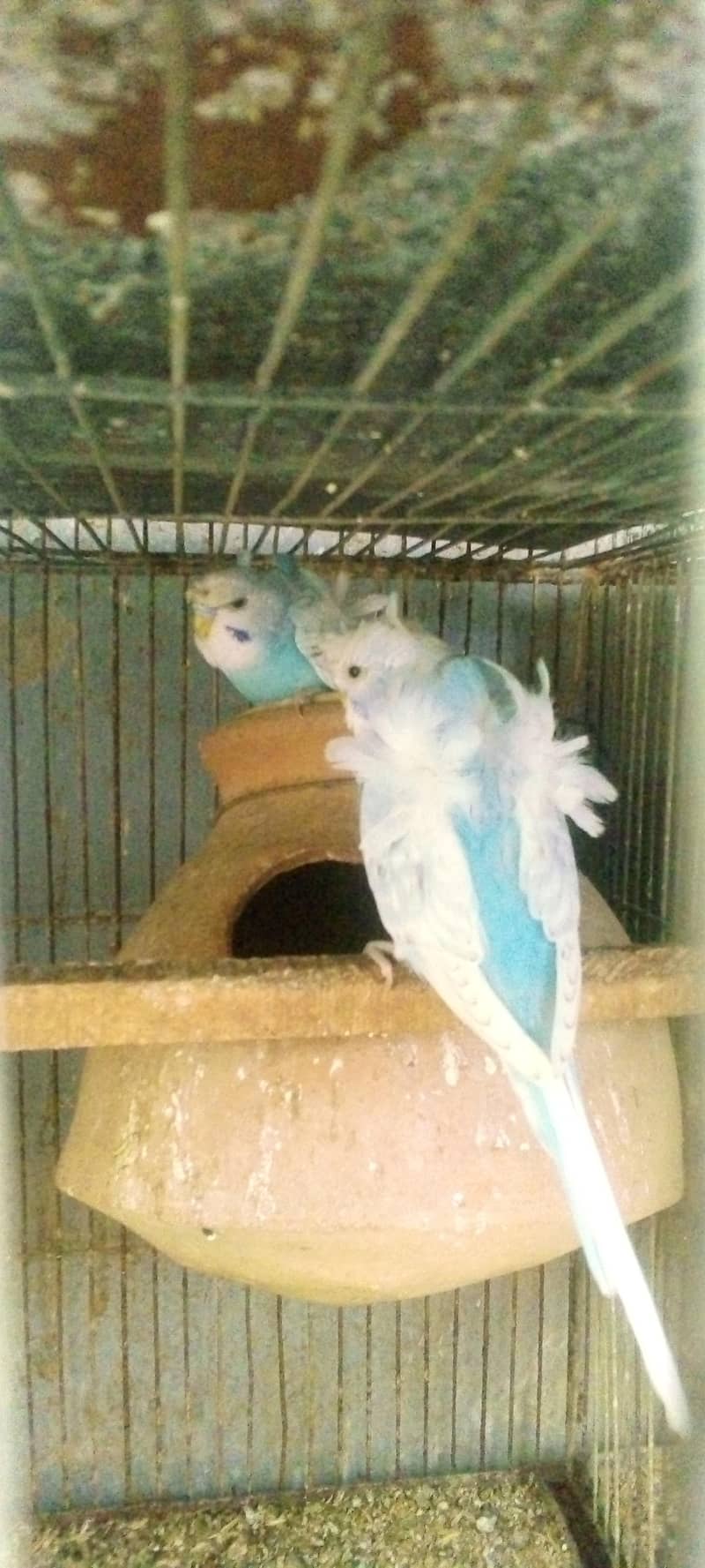 Hogorommo java Rainbow  BW pyar 03122370087 0