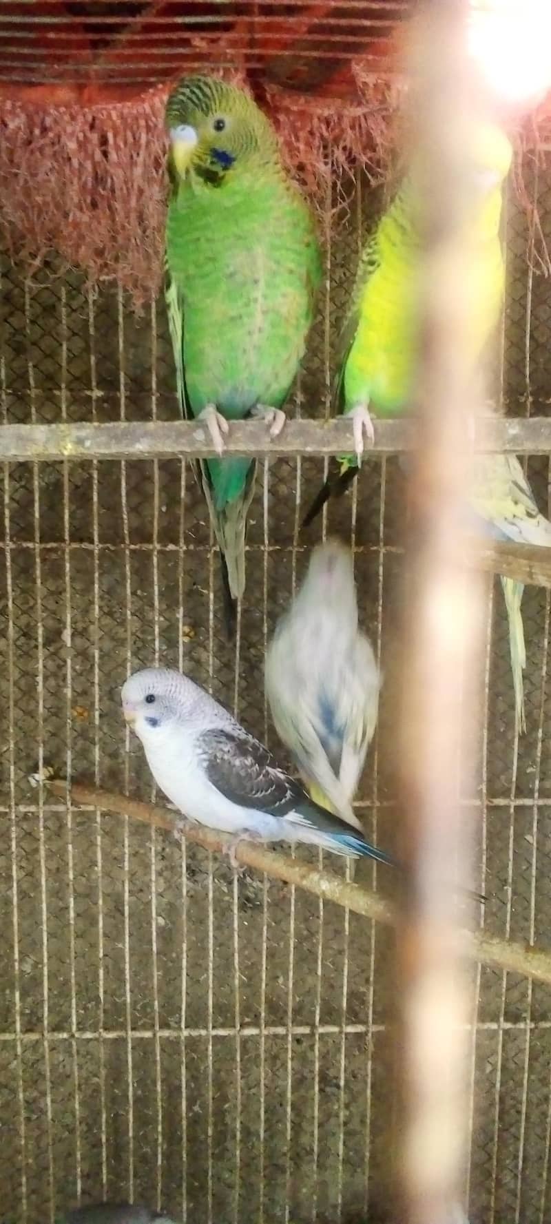 Hogorommo java Rainbow  BW pyar 03122370087 2