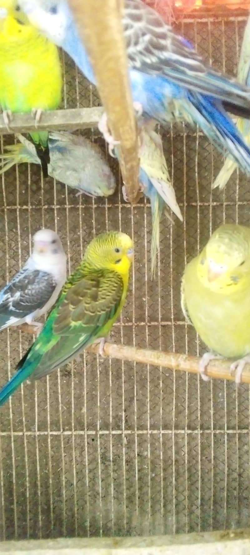 Hogorommo java Rainbow  BW pyar 03122370087 3