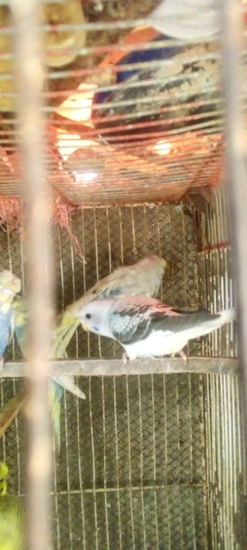 Hogorommo java Rainbow  BW pyar 03122370087 4