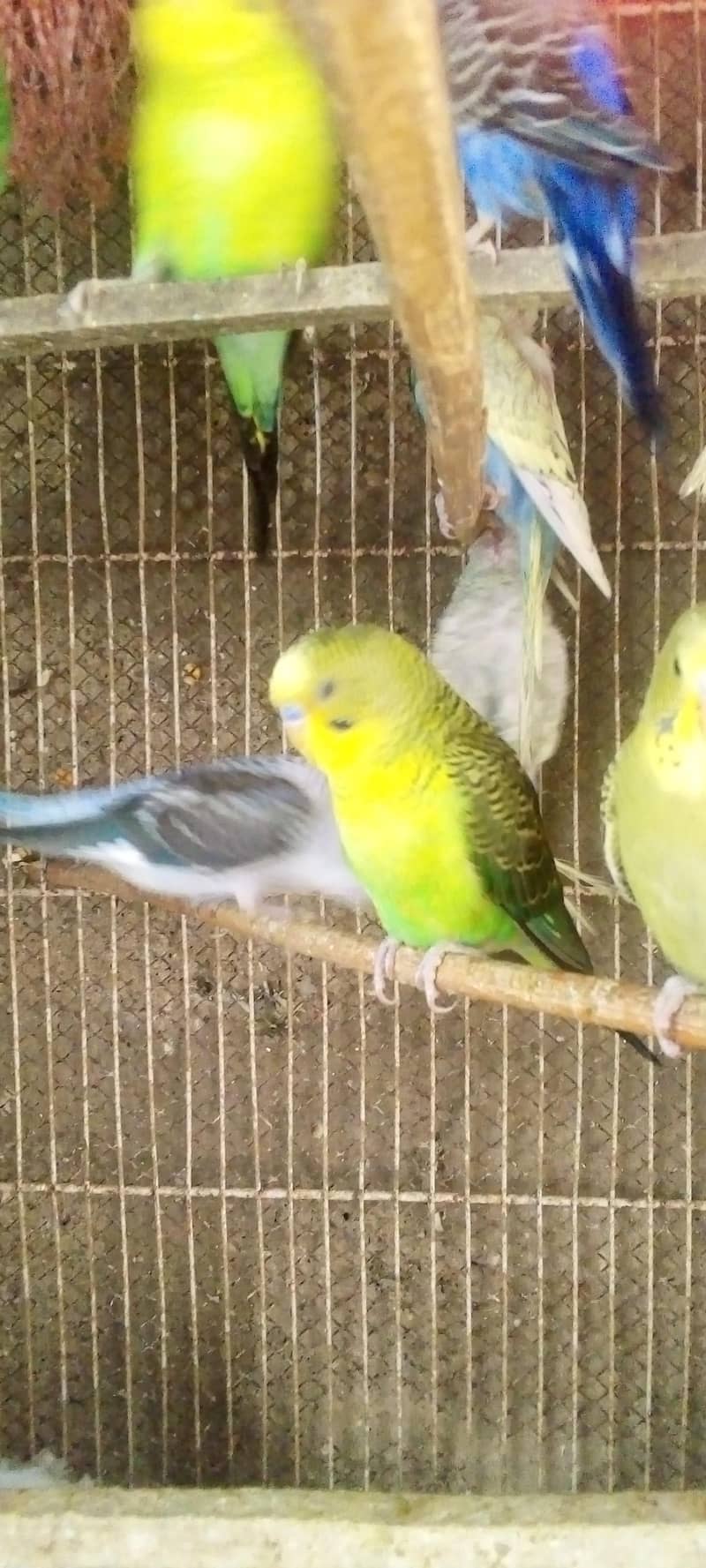 Hogorommo java Rainbow  BW pyar 03122370087 5