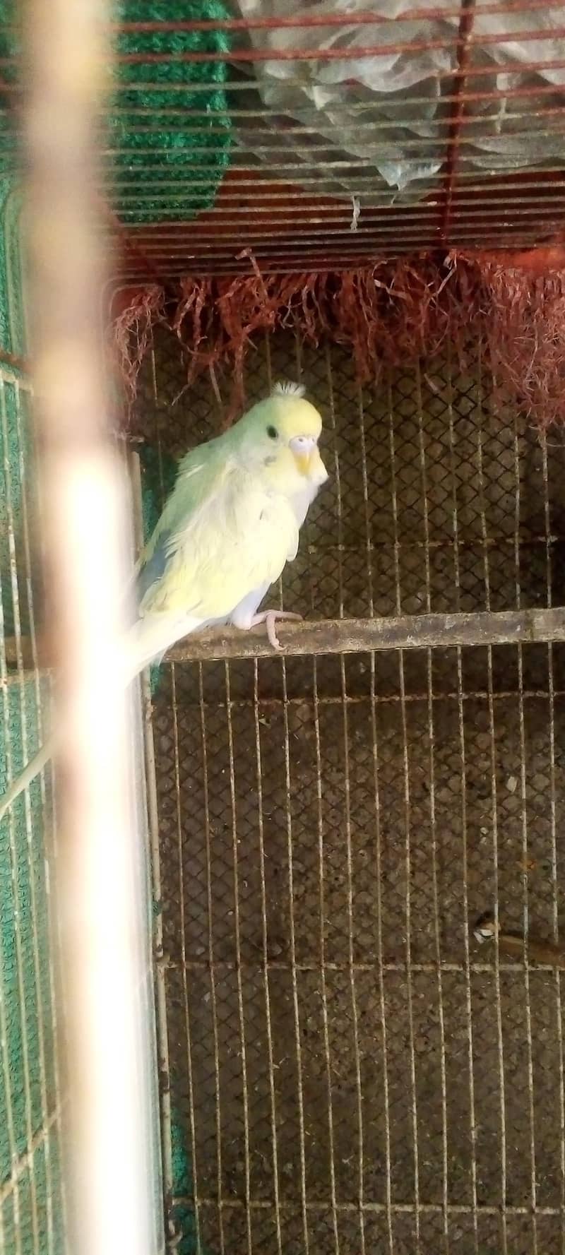 Hogorommo java Rainbow  BW pyar 03122370087 6