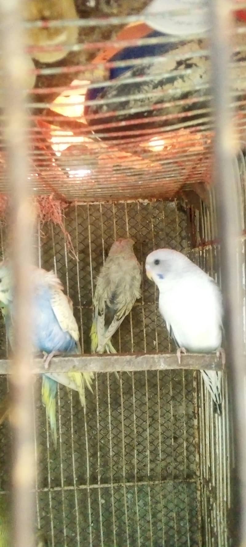 Hogorommo java Rainbow  BW pyar 03122370087 7