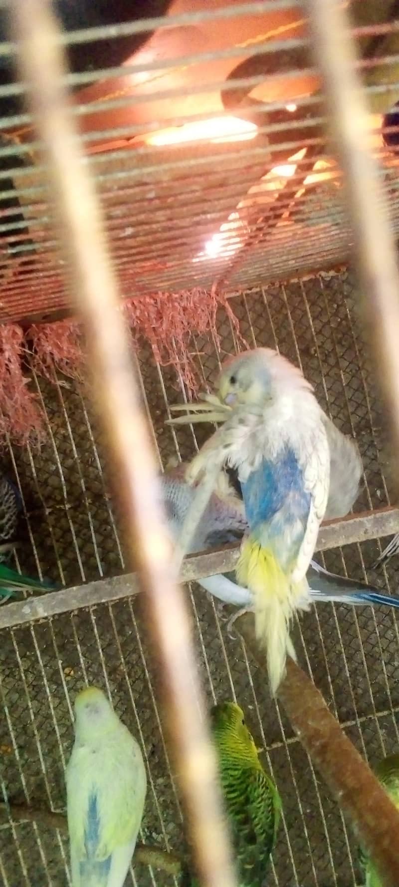 Hogorommo java Rainbow  BW pyar 03122370087 8