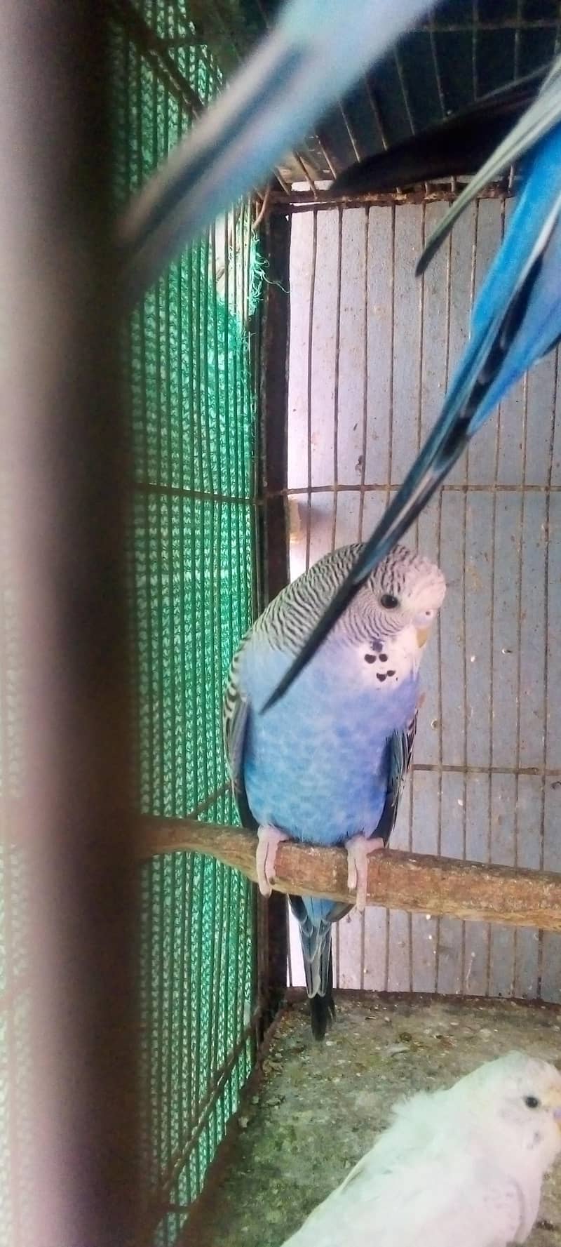 Hogorommo java Rainbow  BW pyar 03122370087 9