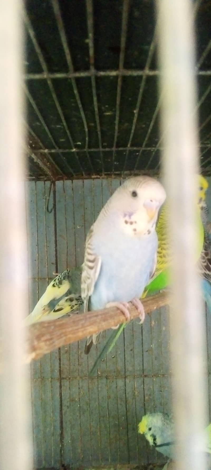 Hogorommo java Rainbow  BW pyar 03122370087 10