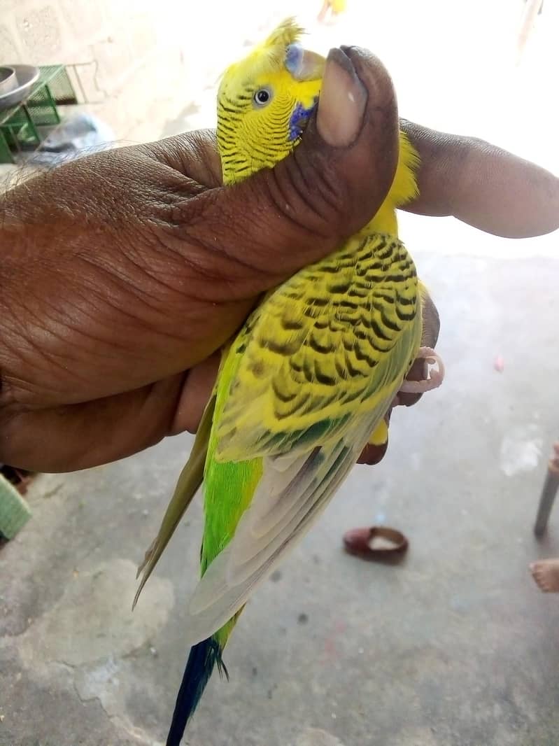 Hogorommo java Rainbow  BW pyar 03122370087 13