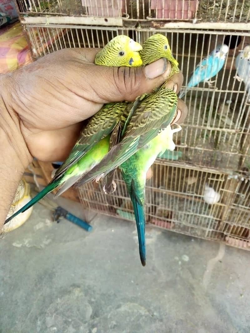 Hogorommo java Rainbow  BW pyar 03122370087 14