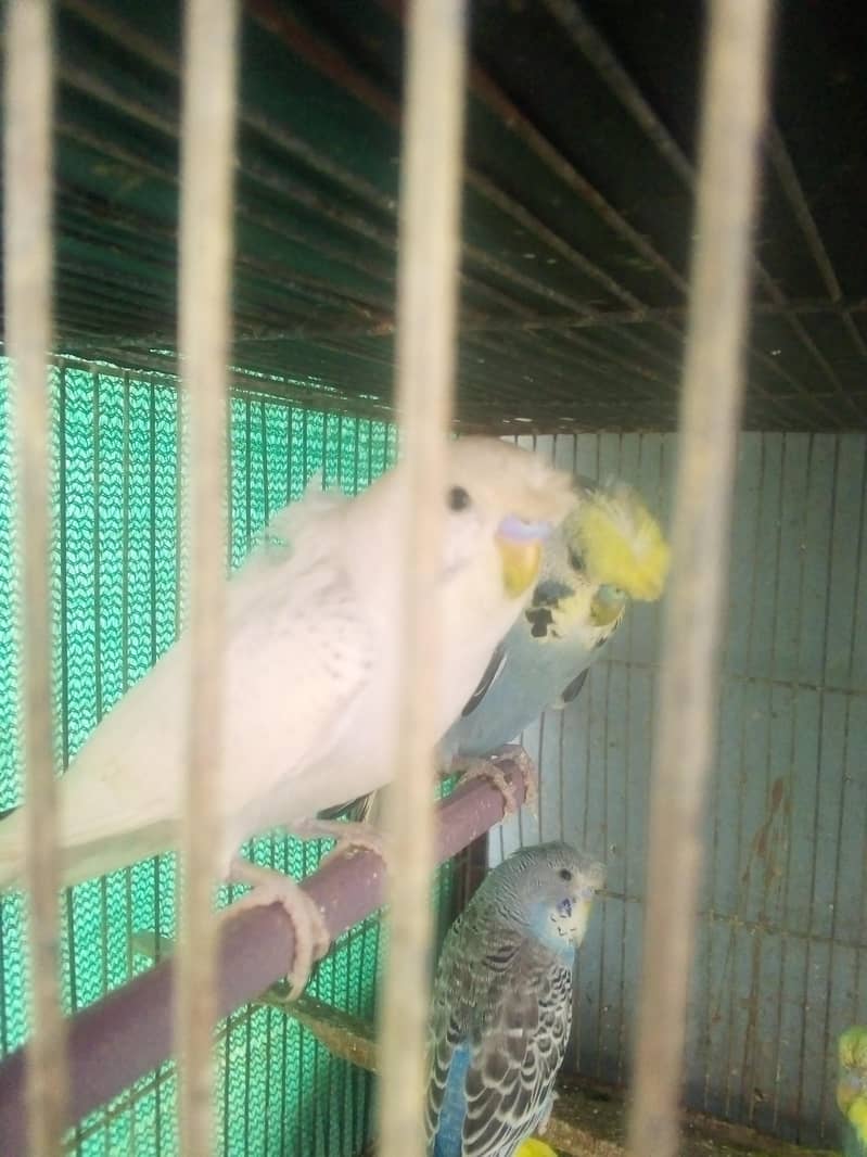 Hogorommo java Rainbow  BW pyar 03122370087 15