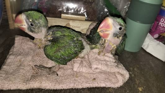 series person contact kre