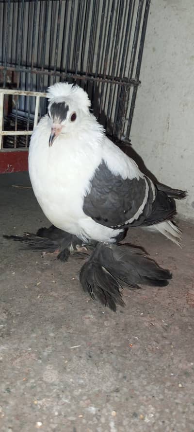 Swallow Female pathy