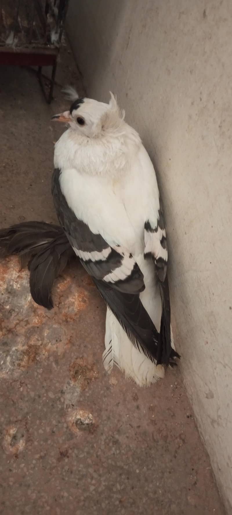 Swallow Female pathy 1