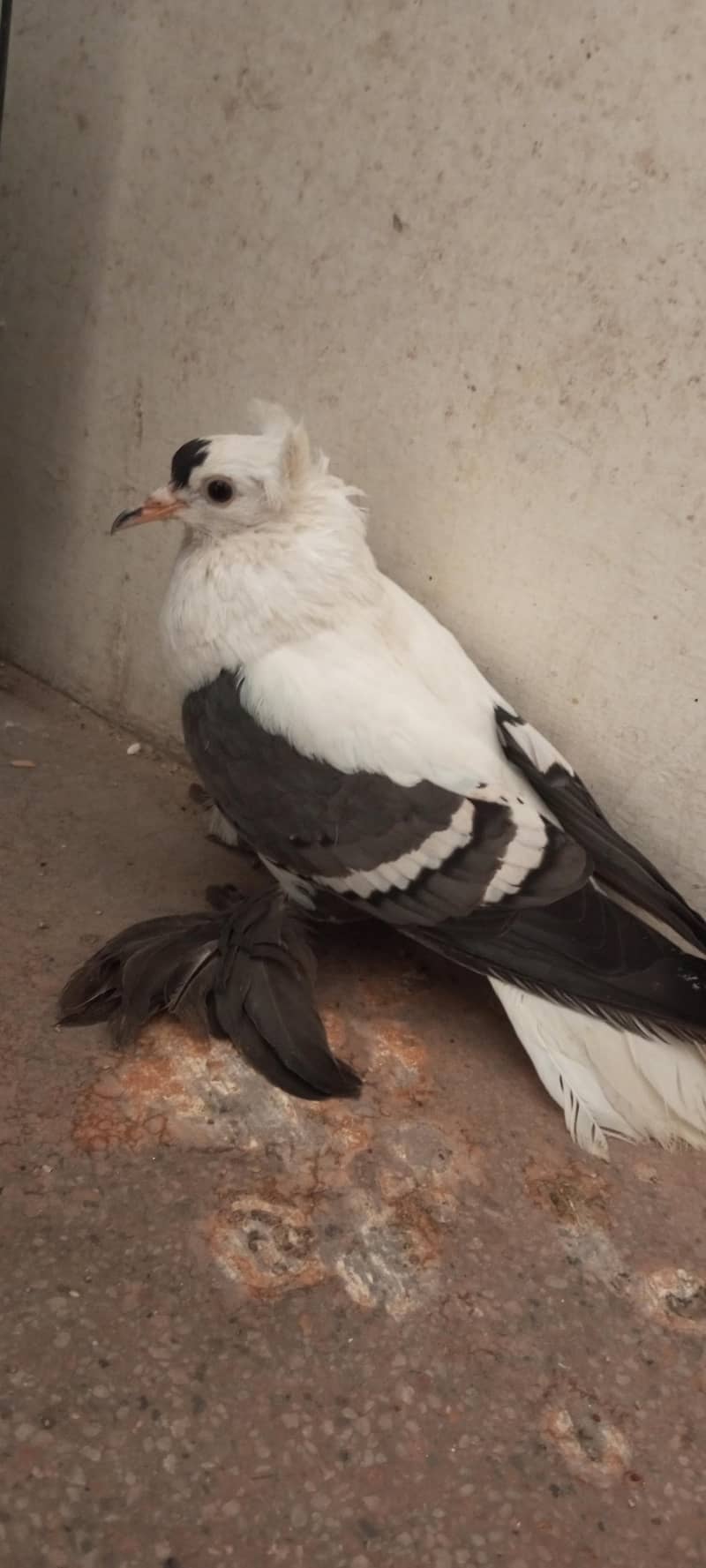 Swallow Female pathy 2