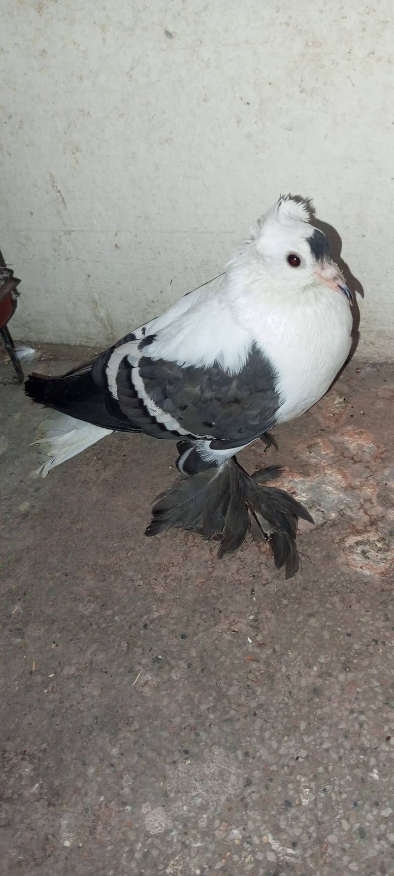 Swallow Female pathy 3