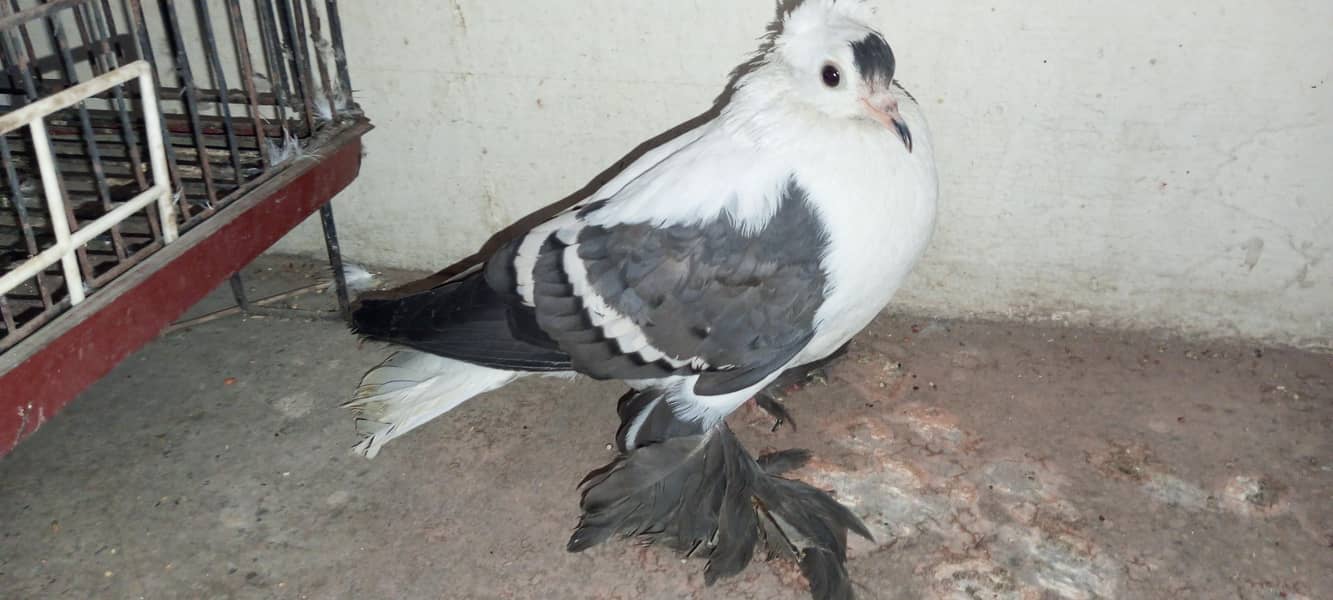 Swallow Female pathy 4