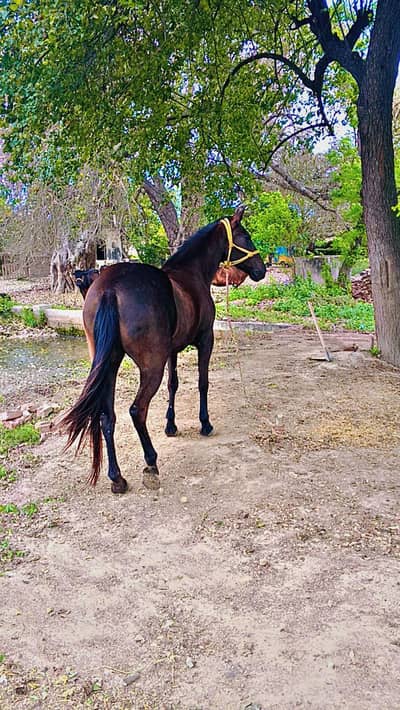 Mushkil Ghori For Sale