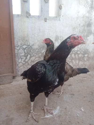 high quality mianwali aseel murgi