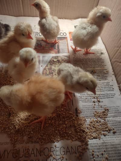 ko shamo and misri day old chicks