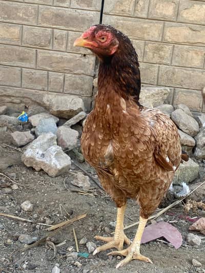 Beautiful outstanding birds For sale.