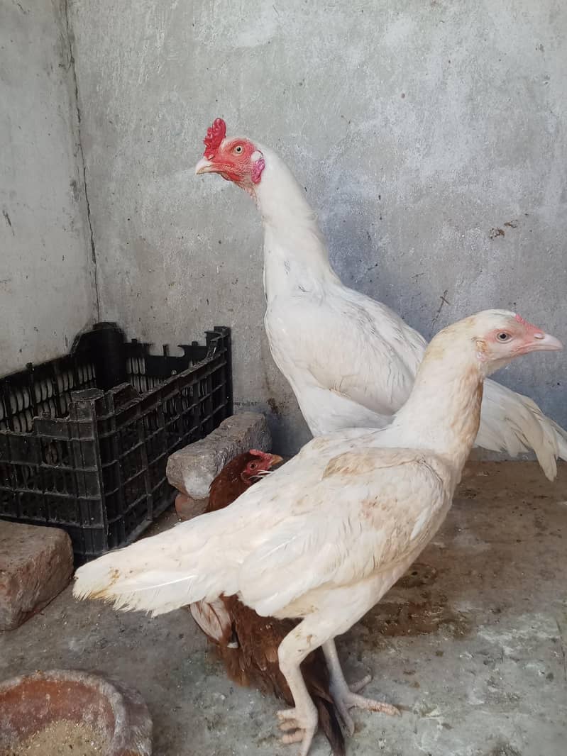 Best heera pair with mianwali murge or 3 chicks. 0