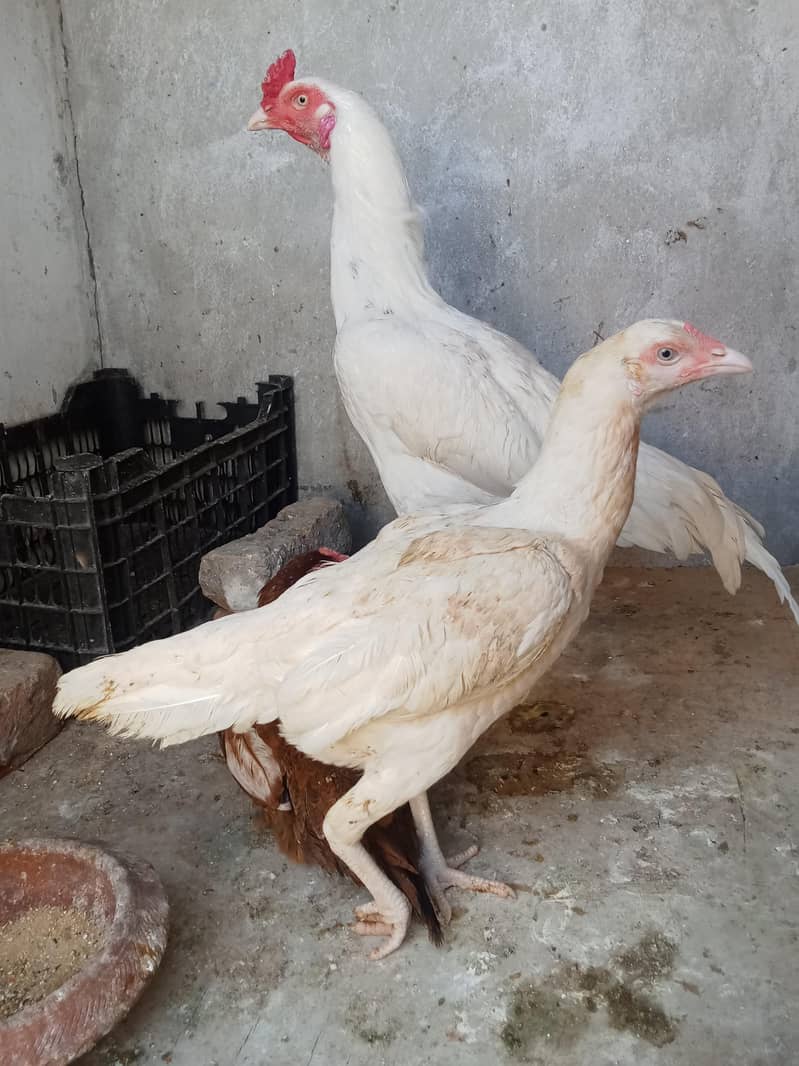 Best heera pair with mianwali murge or 3 chicks. 1